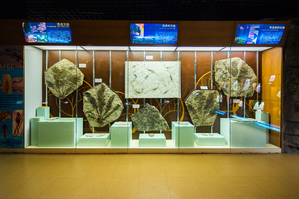Inside the Geological Museum